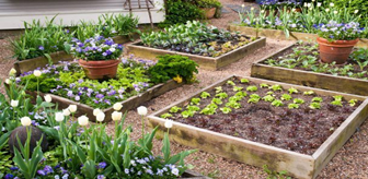 Image shows a vegetable garden with raised beds full of plants